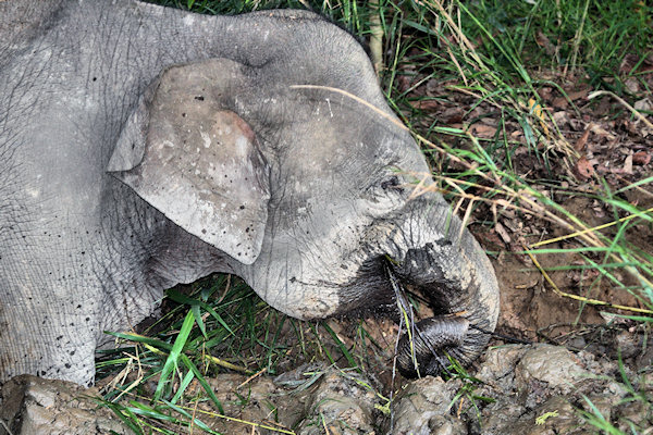 BorneoPigmyElephant_Sukau_0254 (30)_m.jpg